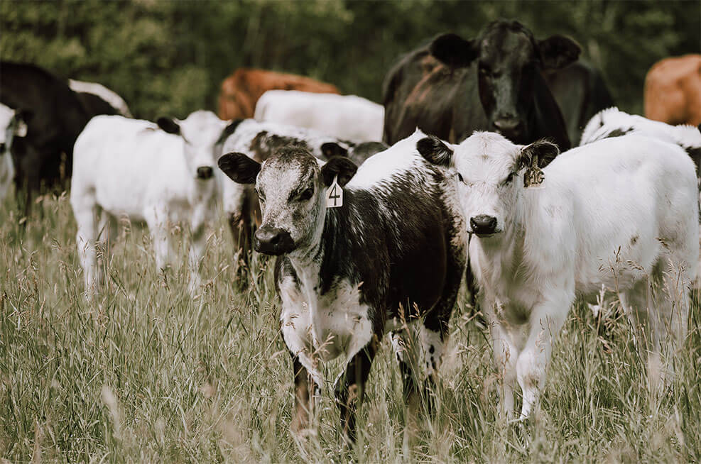 two young speckle park heifers stand together