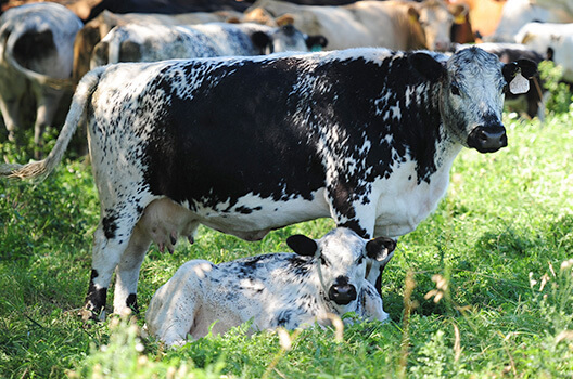 speckle park cow and calf pair